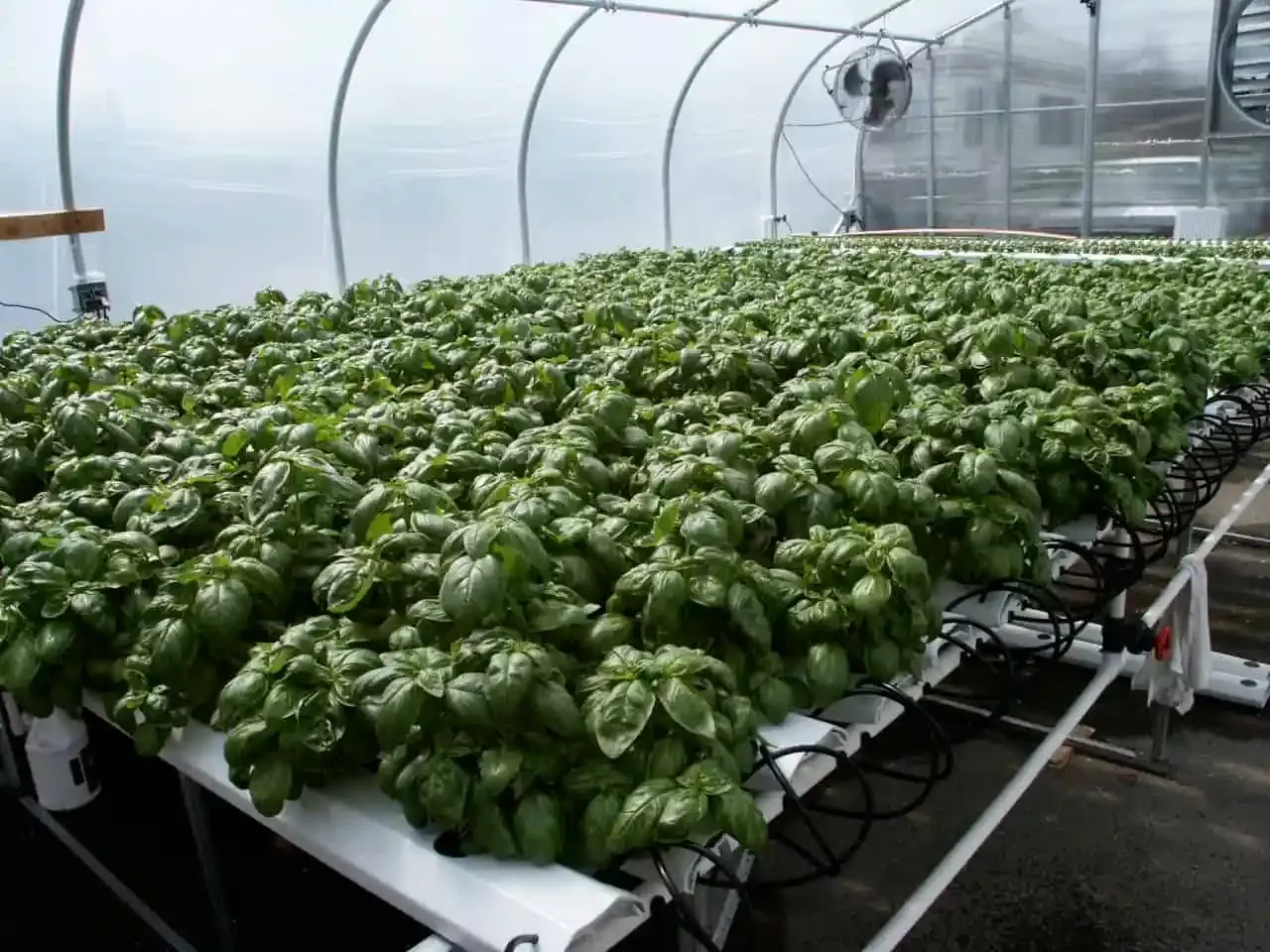 2012HL Standard System – Basil