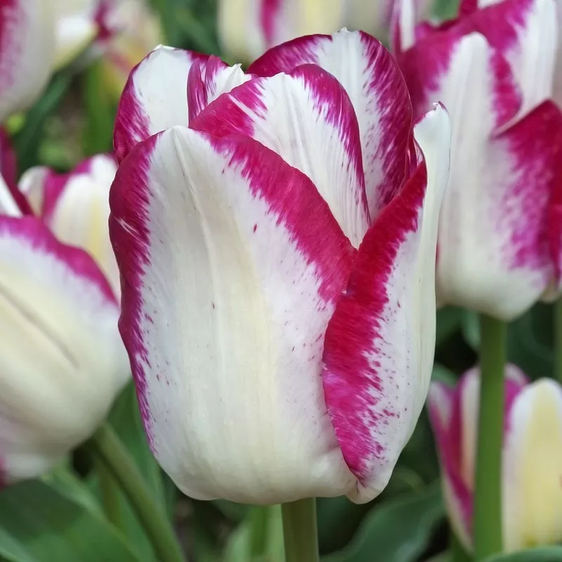 ‘Affaire’ Tulip Bulbs