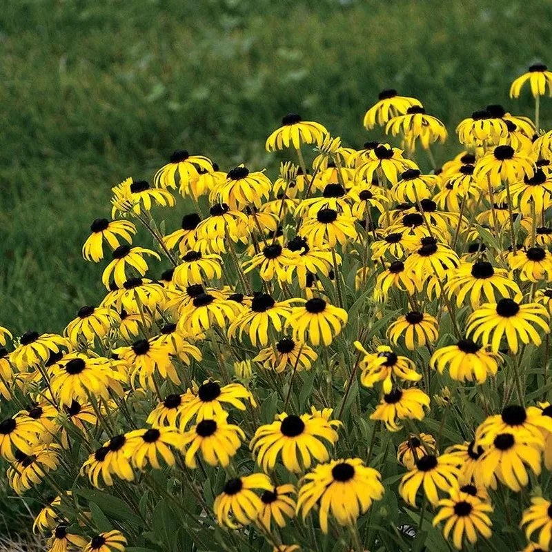 ‘American Gold Rush’ Rudbeckia