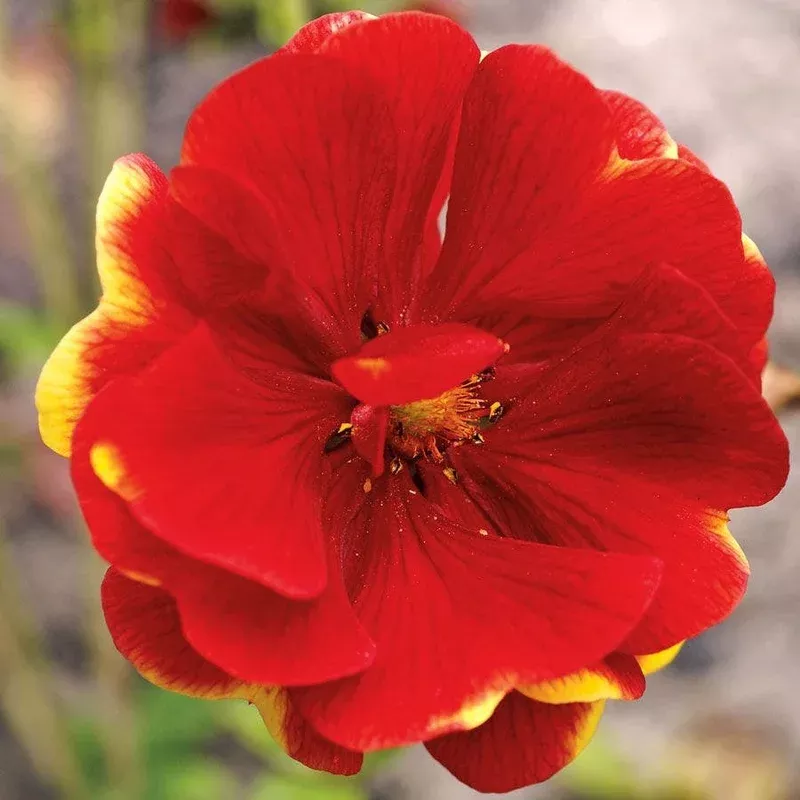 ‘Arc En Ciel’ Cinquefoil