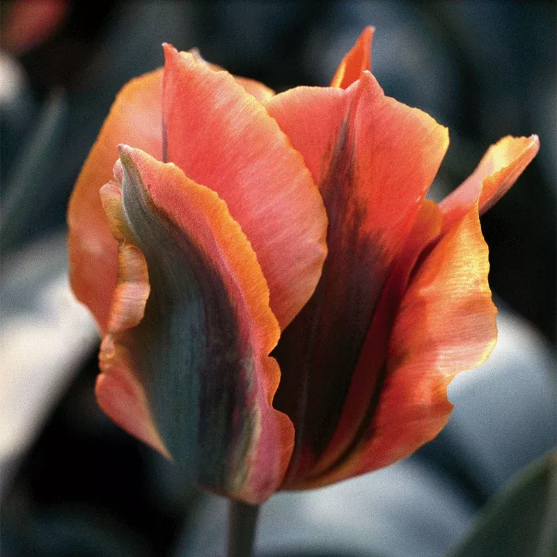 ‘Artist’ Tulip Bulbs