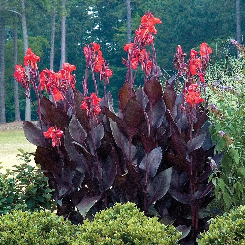 ‘Australia’ Canna Lily Bulb