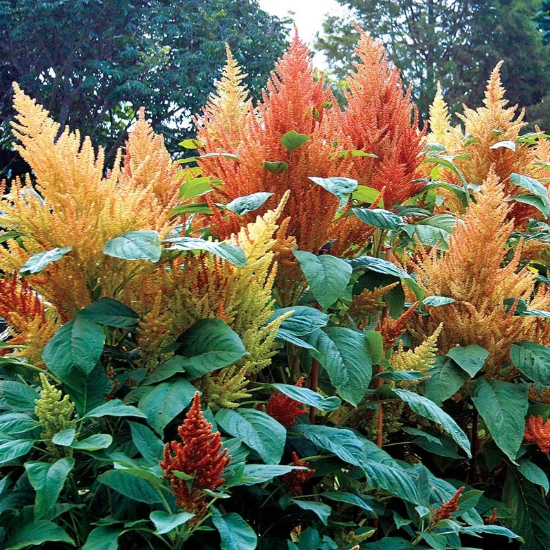 ‘Autumn’s Touch’ Amaranthus Seeds