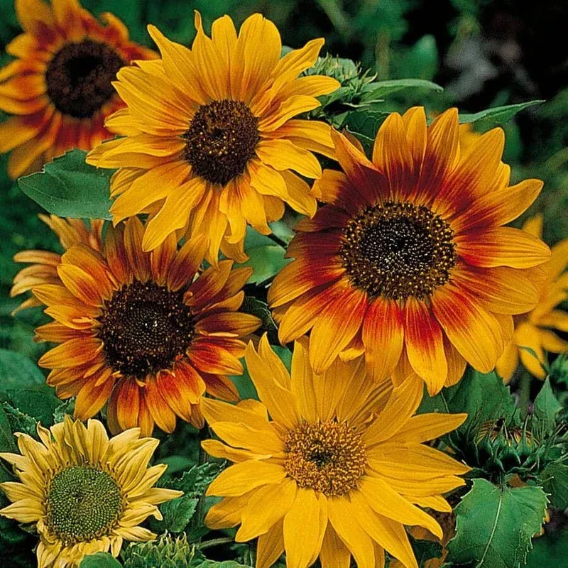 ‘Autumn Time’ Sunflower Seeds