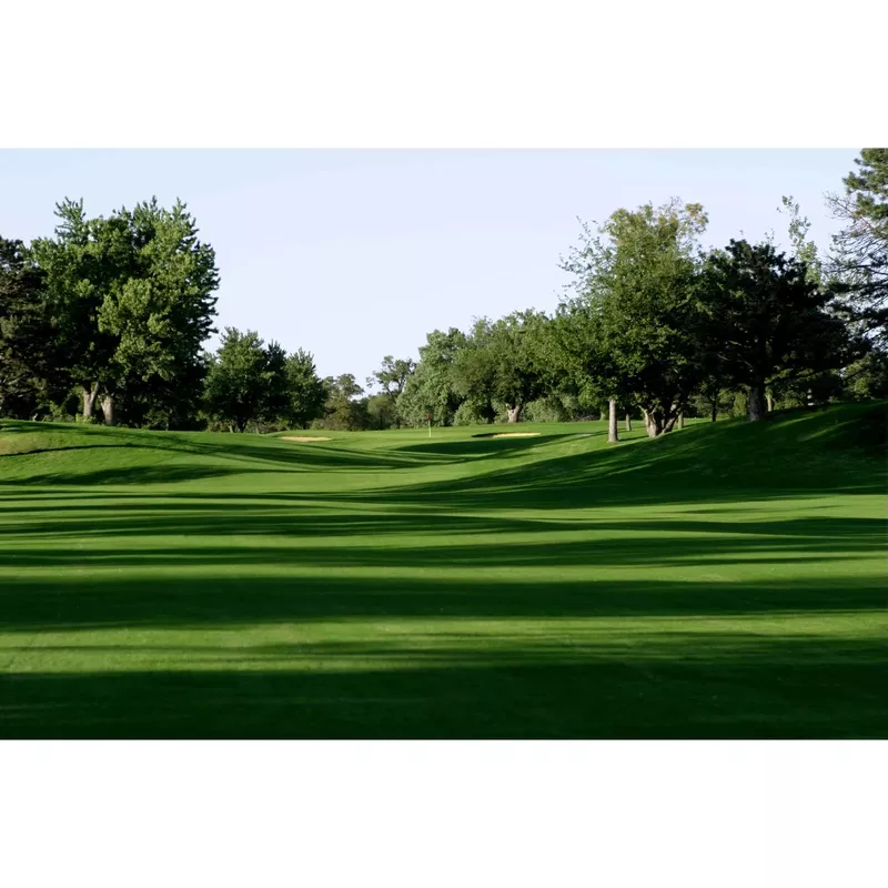 (Bad Harvest 2026) Monaco Bermudagrass Seeds