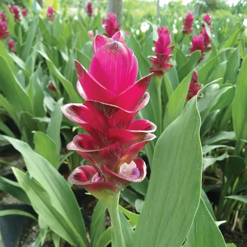 ‘Bangkok Ruby’ Ornamental Turmeric Bulbs