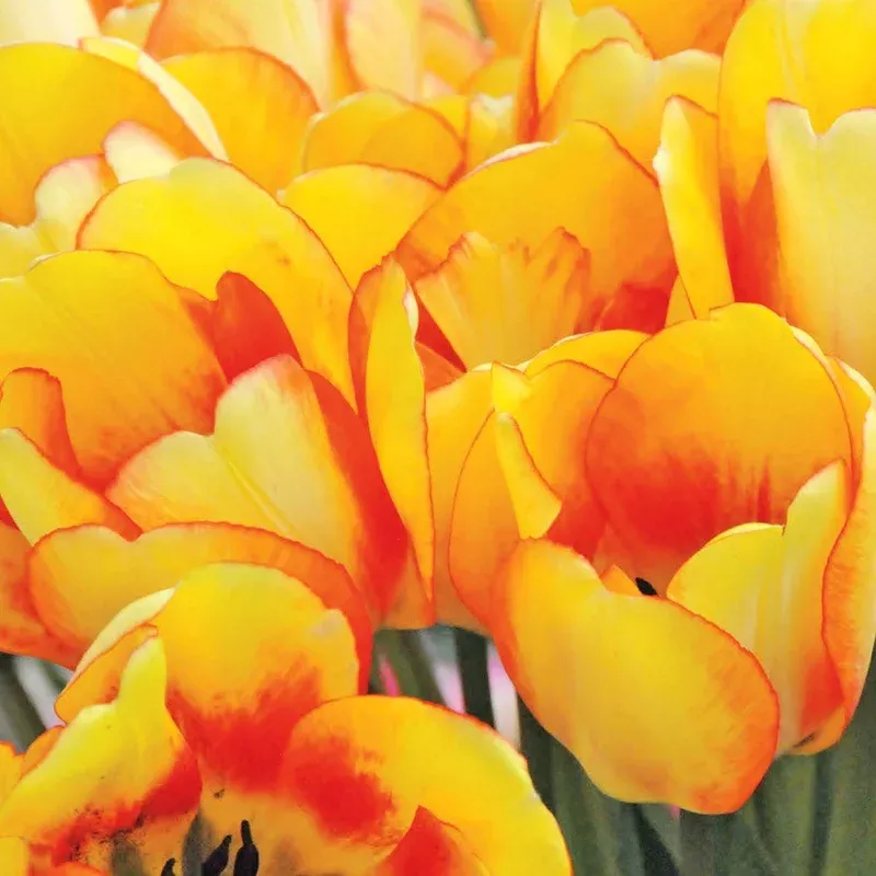‘Beauty of Spring’ Tulip Bulbs