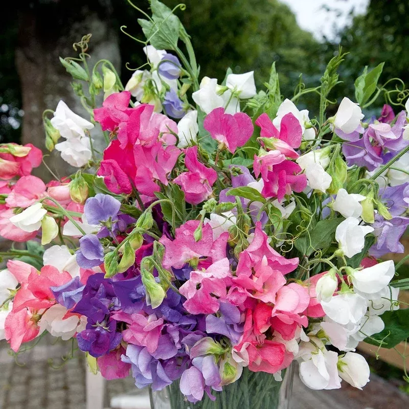 ‘Bijou Mix’ Sweet Pea Seeds