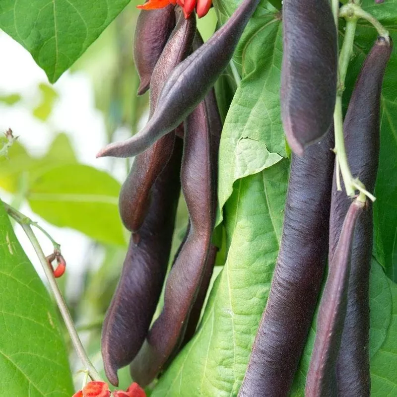 ‘Black Knight’ Heirloom Runner Bean Seeds