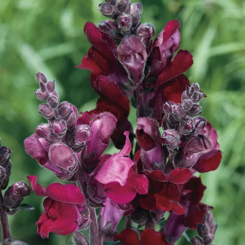 ‘Black Prince’ Snapdragon Seeds