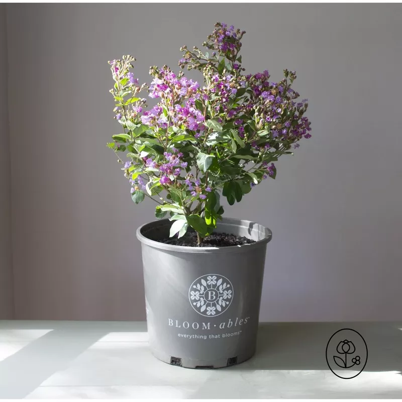 Bloomables Crape Myrtle– 2 Gallon Bellini Raspberry