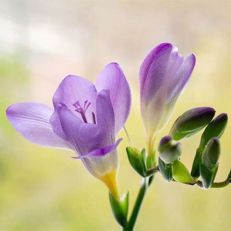 ‘Blue Bayou’ Freesia Bulbs
