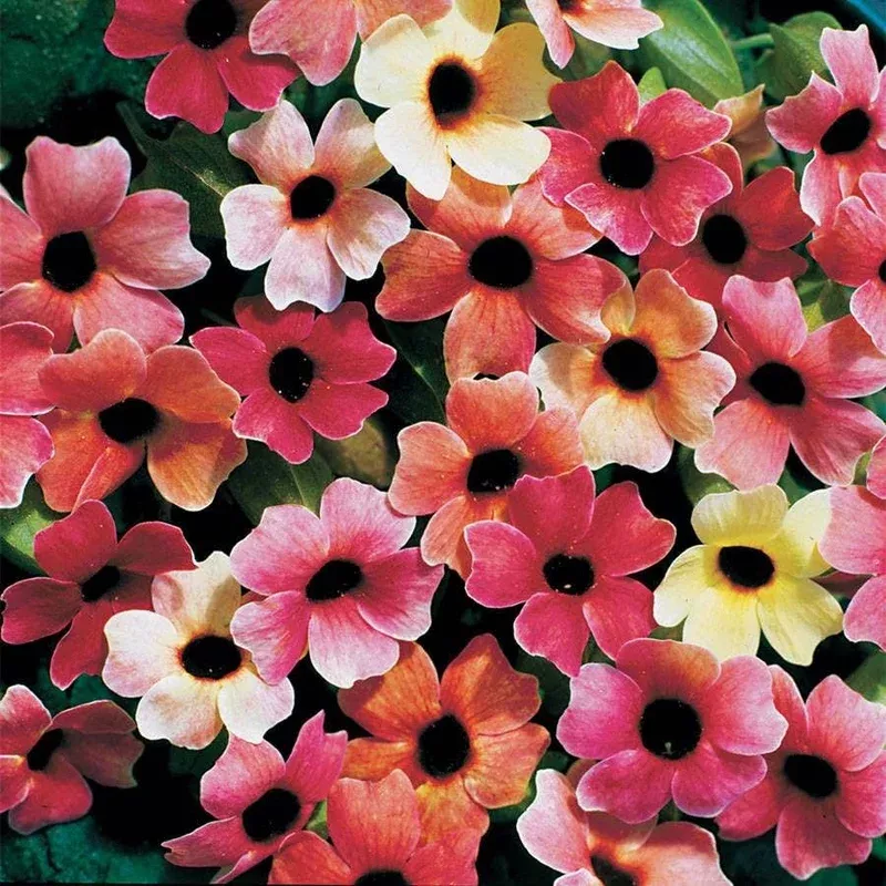 ‘Blushing Susie’ Black-Eyed Susan Vine Seeds