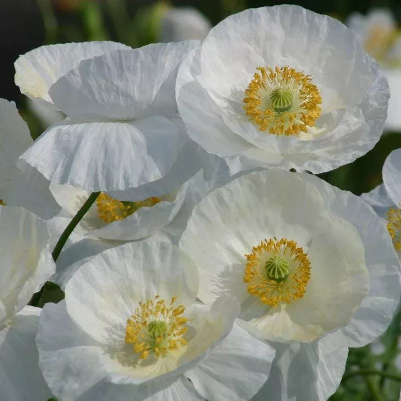 ‘Bridal Silk’ Poppy Seeds