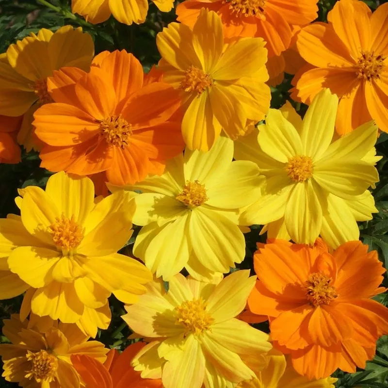 ‘Bright Lights’ Cosmos Seeds