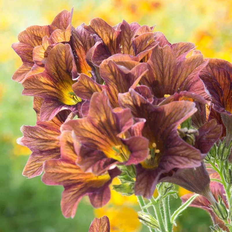 ‘Caf Au Lait’ Painted Tongue Seeds
