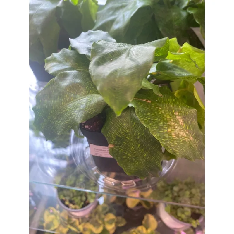 Calathea musaica ‘Network’ (#701995585)