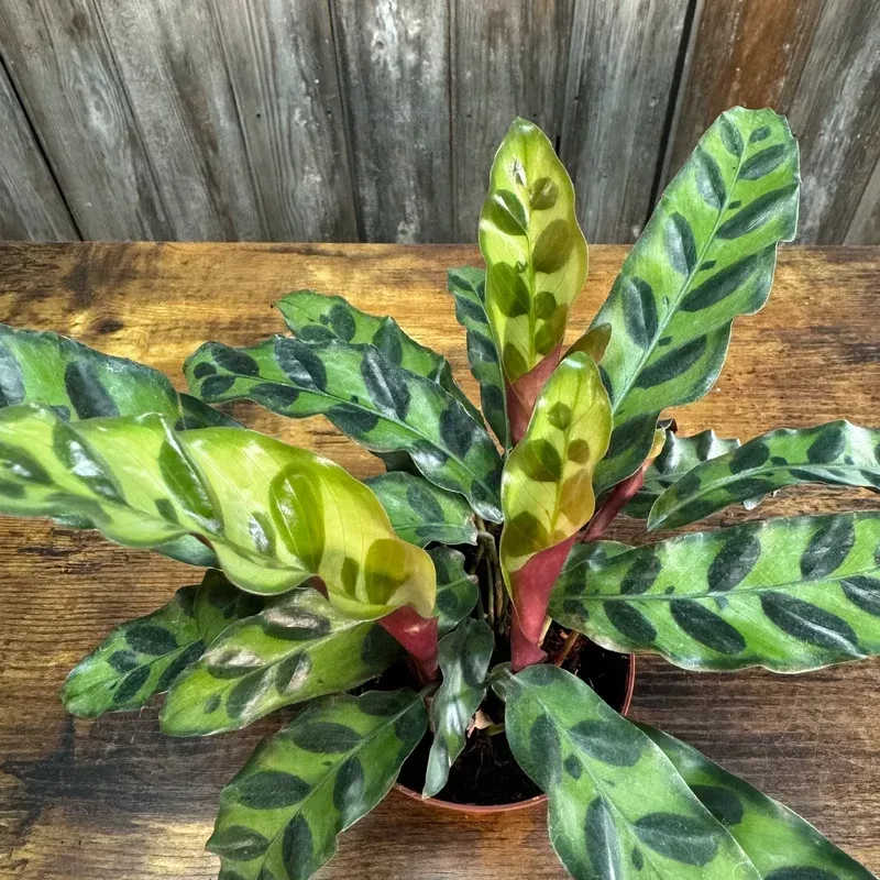 Calathea ‘Rattlesnake’|4″&6″