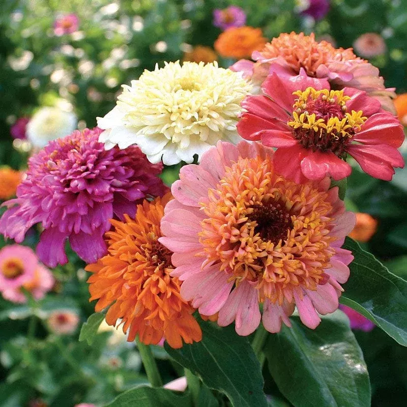 ‘Candy Mix’ Zinnia Seeds