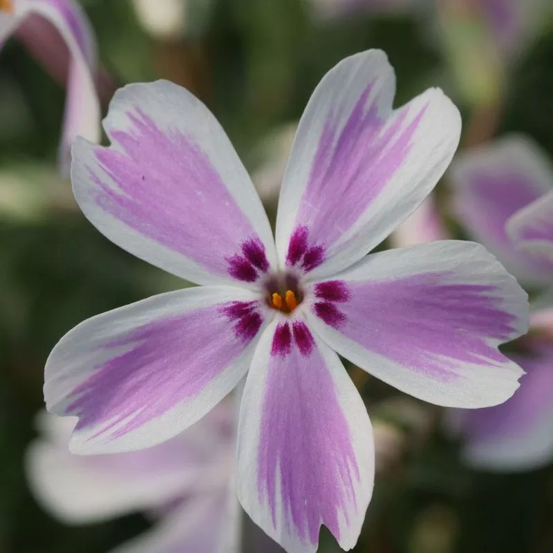 ‘Candy Stripe’ Creeping Phlox
