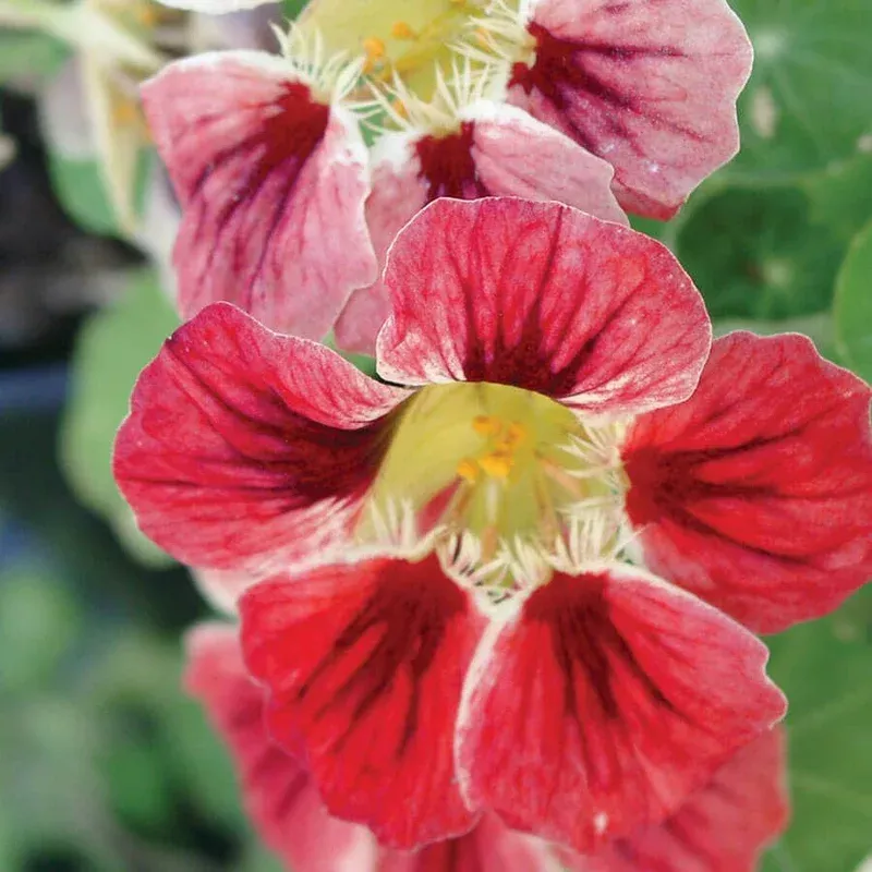 ‘Chameleon’ Nasturtium Seeds