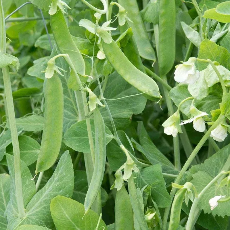 ‘Champion of England’ Heirloom Pea Seeds