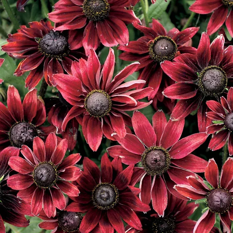‘Cherry Brandy’ Rudbeckia Seeds