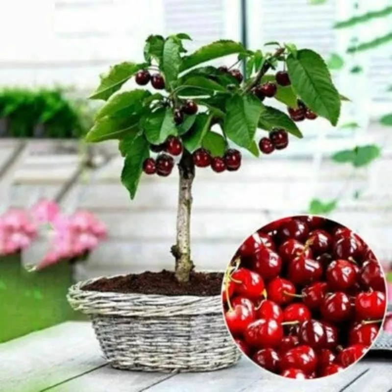 Cherry Seeds for Planting Organic Seeds for Planting Fruit Seeds for Planting Bonsai Tree High seed in the GardenHeirloom, Non-GMO