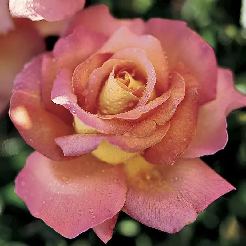 ‘Chicago Peace’ Hybrid Tea Rose