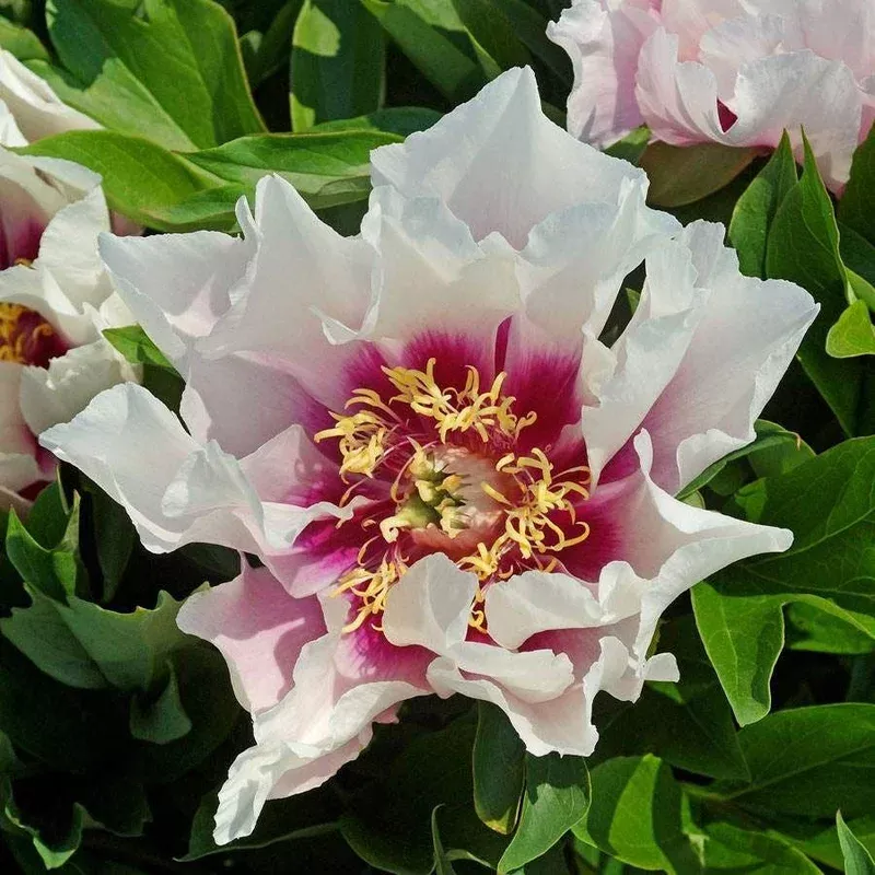 ‘Cora Louise’Peony Itoh