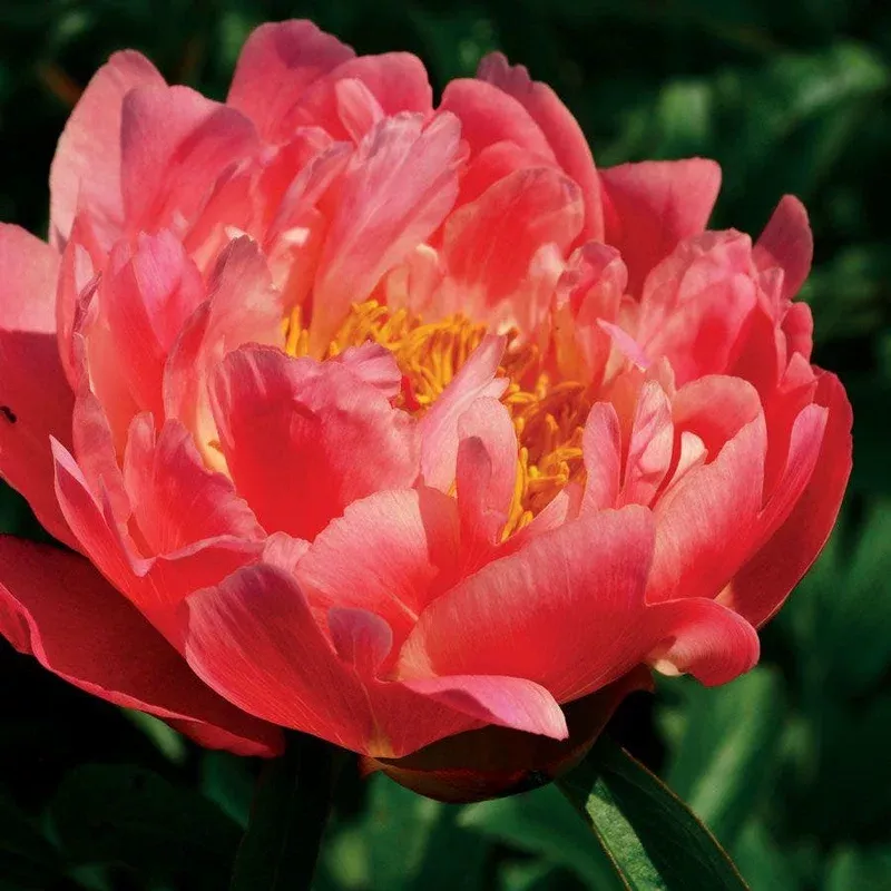 Coral Charm Peony