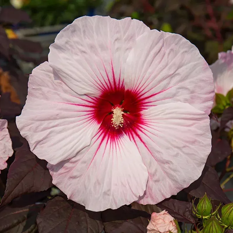 ‘Dark Mystery’ Hibiscus|2 Gallon