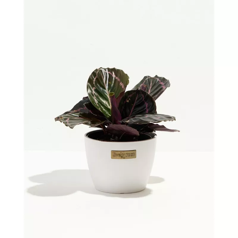 Dottie Prayer Plant (Calathea) Varies