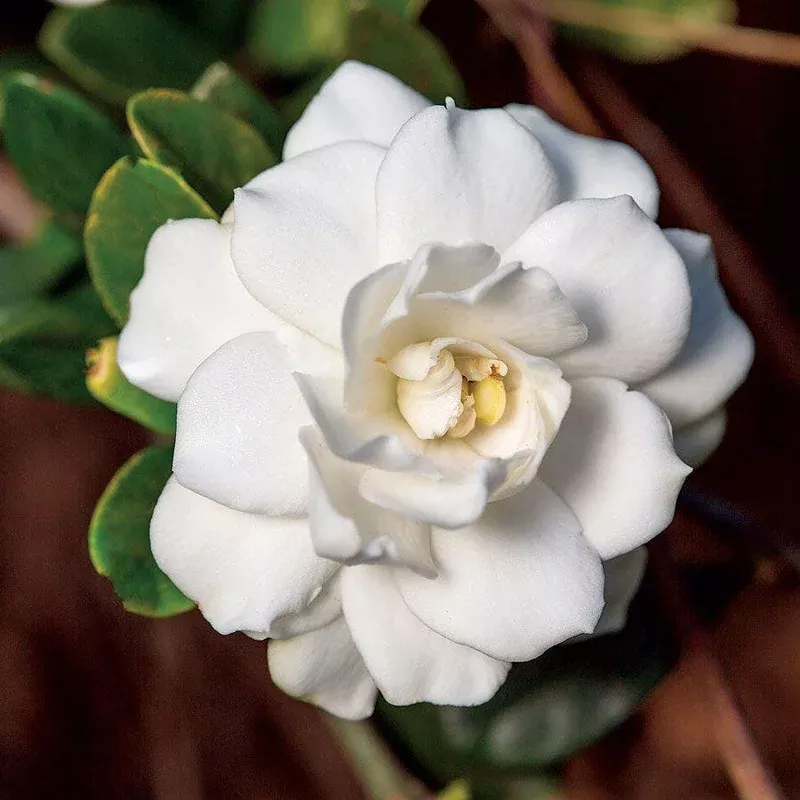 ‘Double Mint’ Gardenia