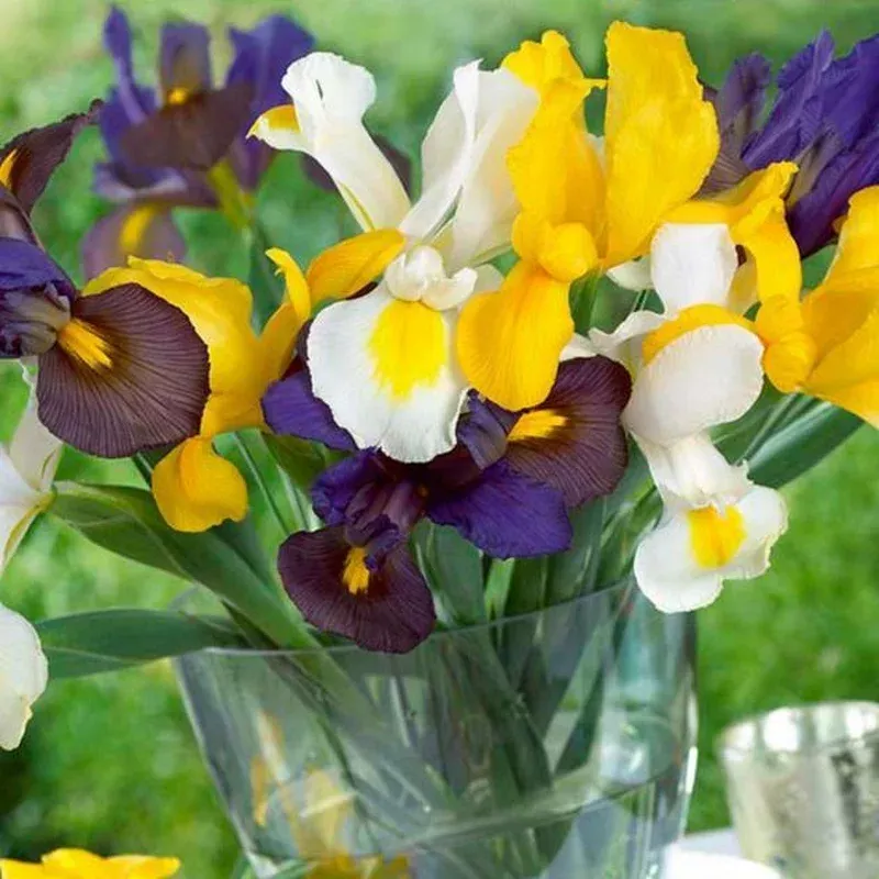 (Dutch) Iris Hollandica Blend (30/pk)