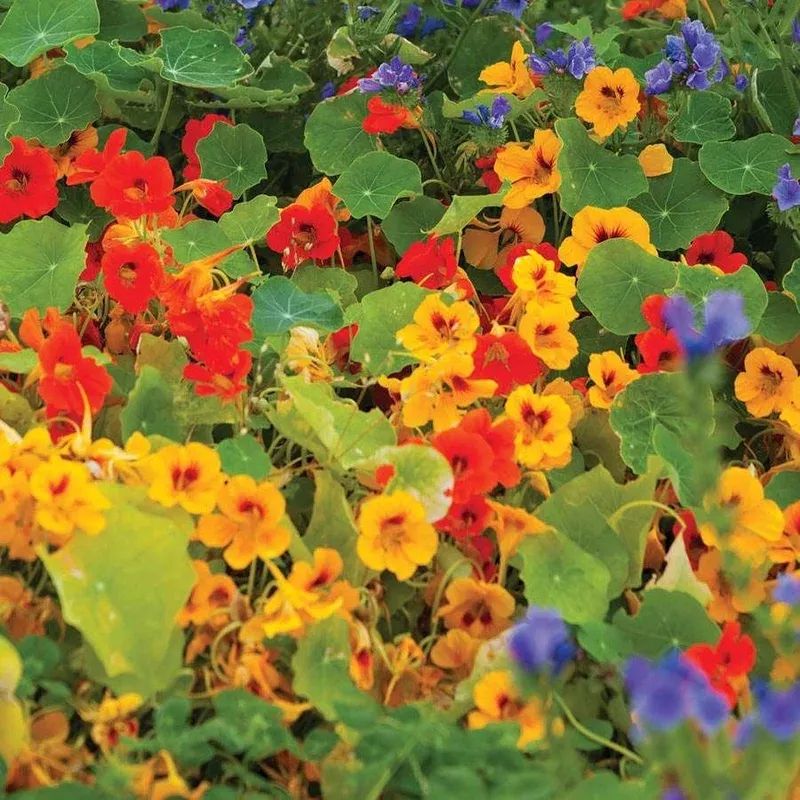 ‘Dwarf Compact Mixed’ Nasturtium Seeds