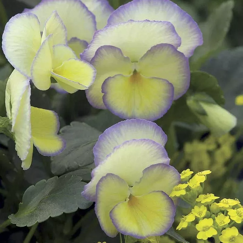 ‘Etain’ Violet
