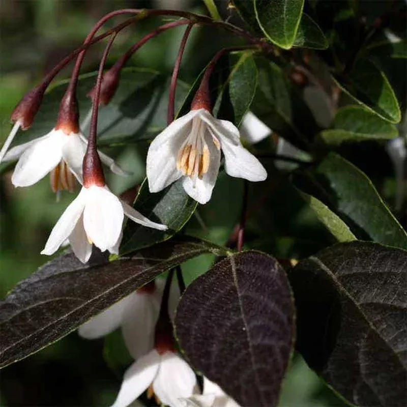 ‘Evening Light’ Japanese Snowbell