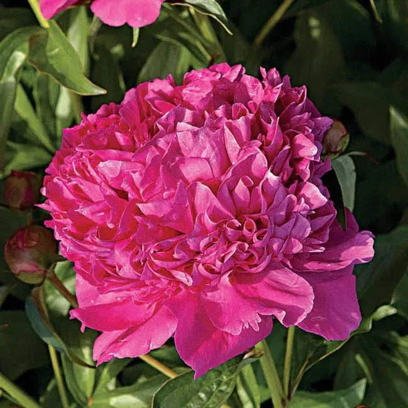 Felix Crousse Peony