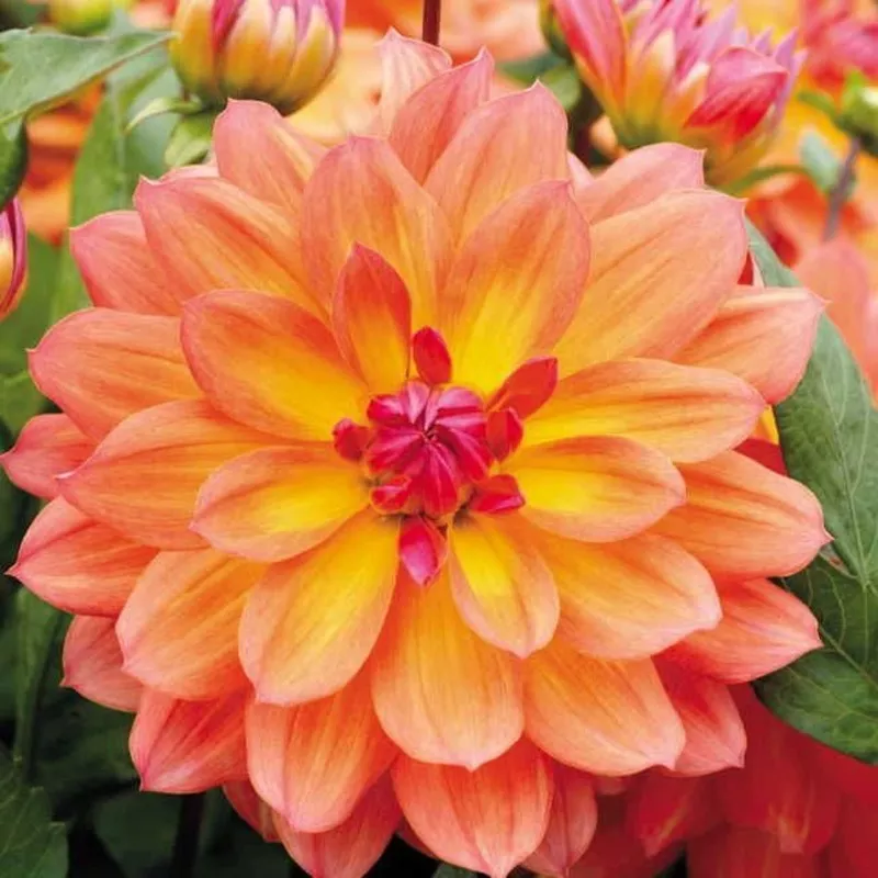 ‘Firepot’ Dahlia Bulb