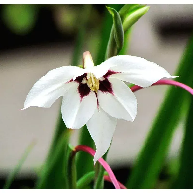 (Fragrant Gladiolus) Acidanthera Murielae (20/pk)