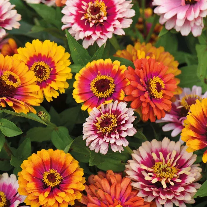 ‘Funfair Mix’ Zinnia Seeds