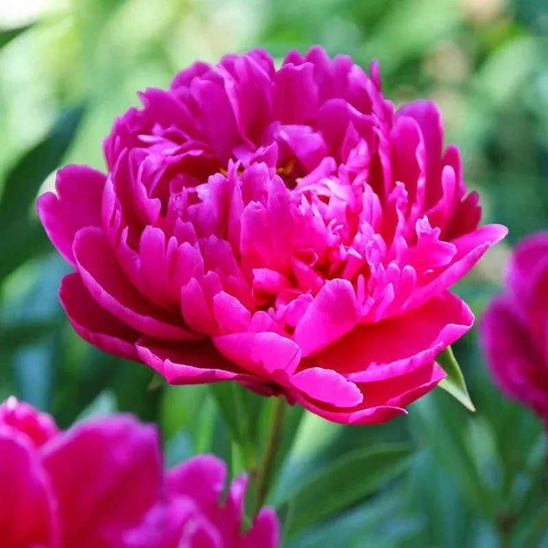(Garden Peony) Karl Rosenfield (1/pk)