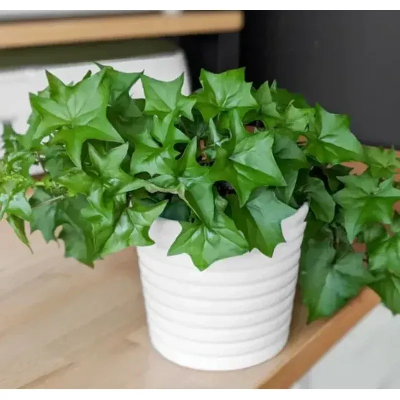 ‘German Ivy’ (Senecio mikanioides)