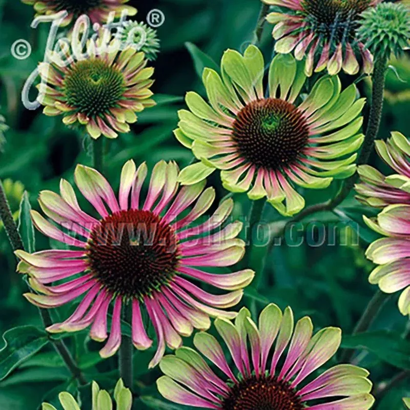 ‘Green Twister’ Coneflower Seeds