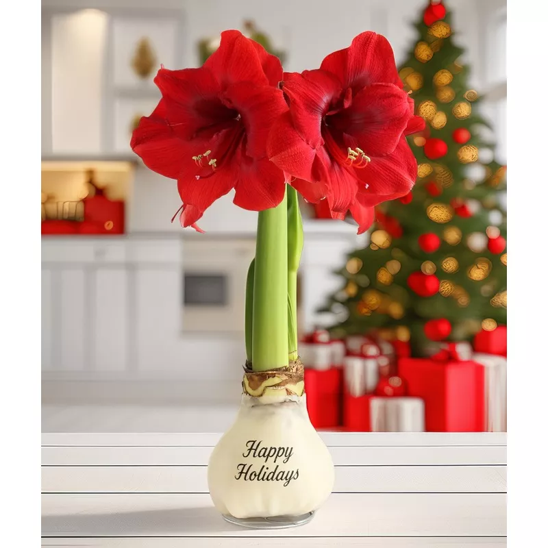 “Happy Holidays” White Waxed Amaryllis with Red Flower