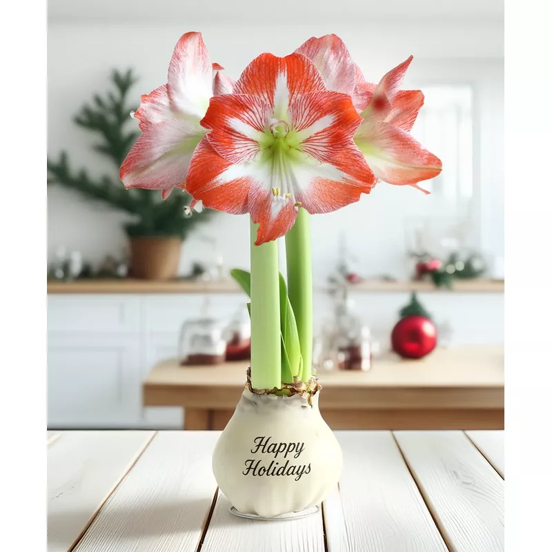 “Happy Holidays” White Waxed Amaryllis with Red and White Striped Flower
