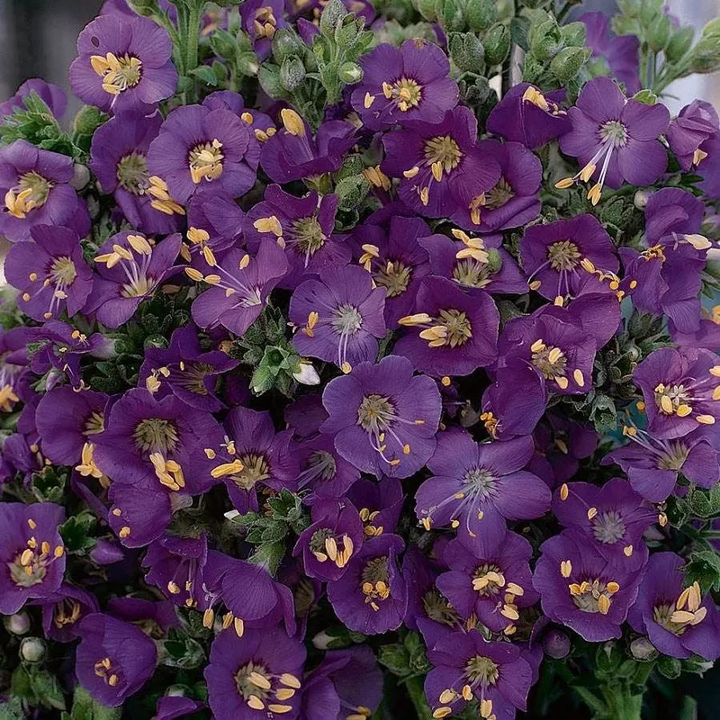 ‘Heavenly Habit’ Polemonium Seeds