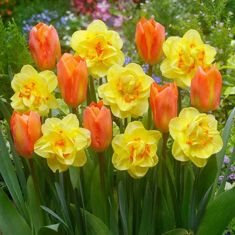 ‘Island King’ Blend Tulip and Daffodil Bulbs