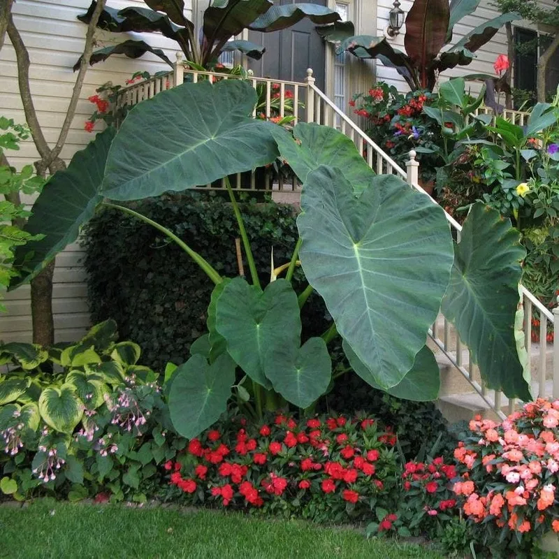 ‘Jack’s Giant’ Elephant Ear Bulb